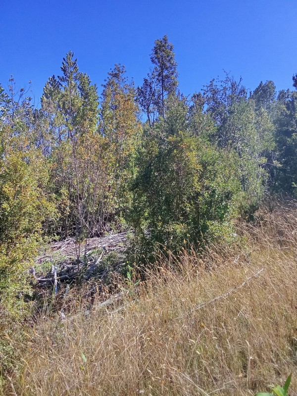 en Venta 57,4 Hectáreas en Región de los Lagos!