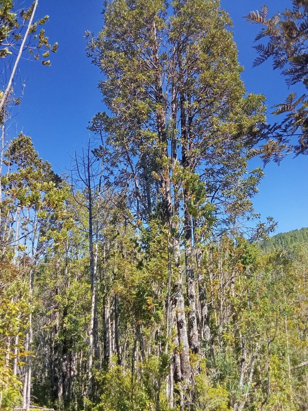 en Venta 57,4 Hectáreas en Región de los Lagos!