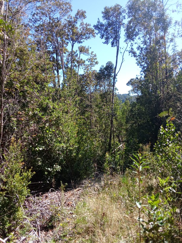 en Venta 57,4 Hectáreas en Región de los Lagos!