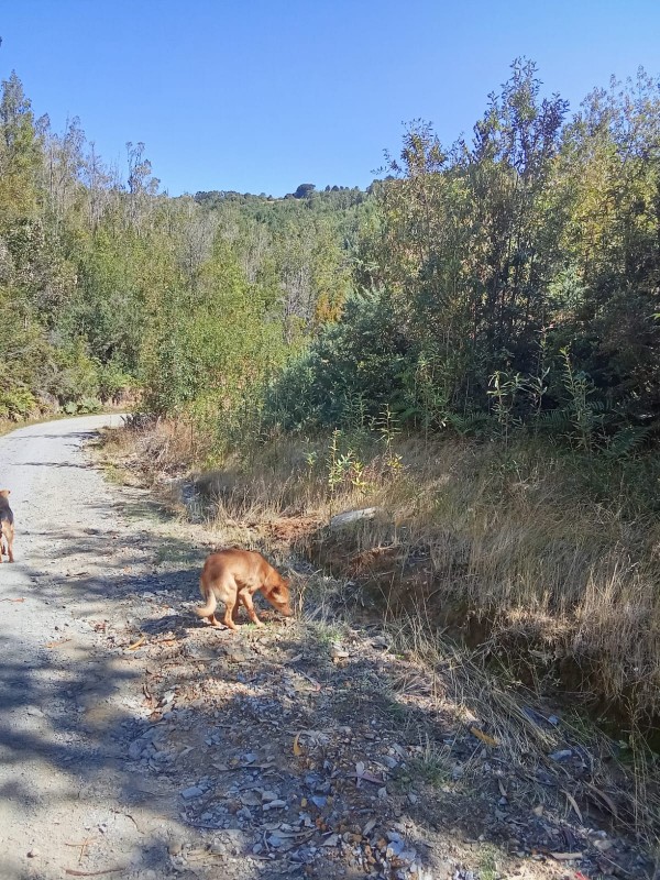 en Venta 57,4 Hectáreas en Región de los Lagos!