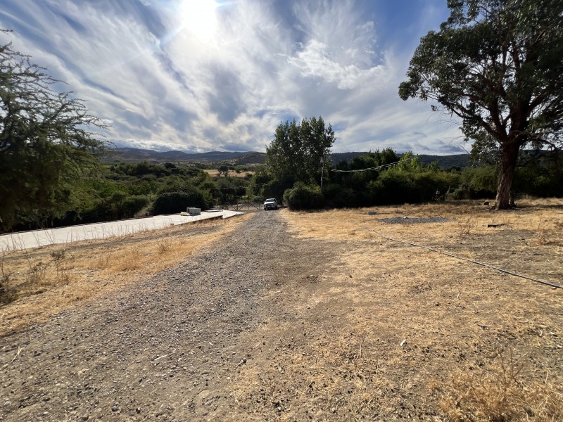 en Venta 4 Hás Plantación de Nogal de 5 Años, Pencahue!!