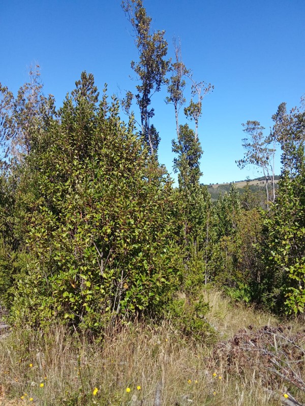 en Venta 57,4 Hectáreas en Región de los Lagos!