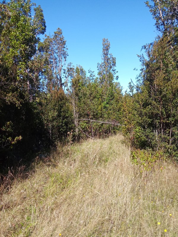 en Venta 57,4 Hectáreas en Región de los Lagos!