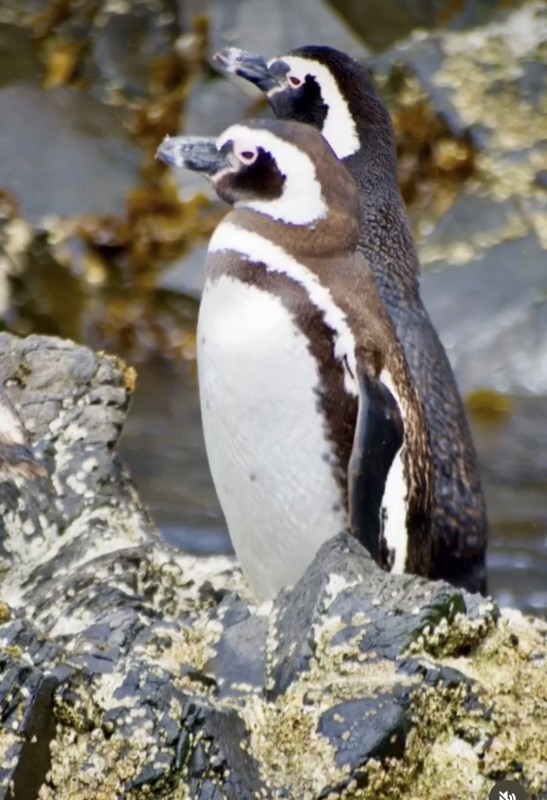 en Venta Parcelas en Ancud Chiloé!