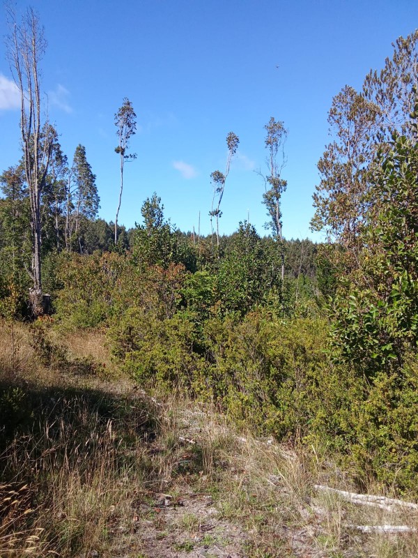 en Venta 57,4 Hectáreas en Región de los Lagos!