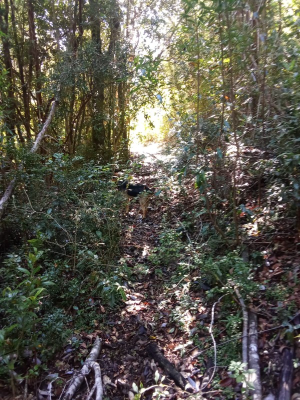 en Venta 57,4 Hectáreas en Región de los Lagos!