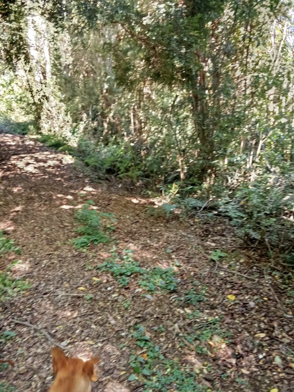 en Venta 57,4 Hectáreas en Región de los Lagos!