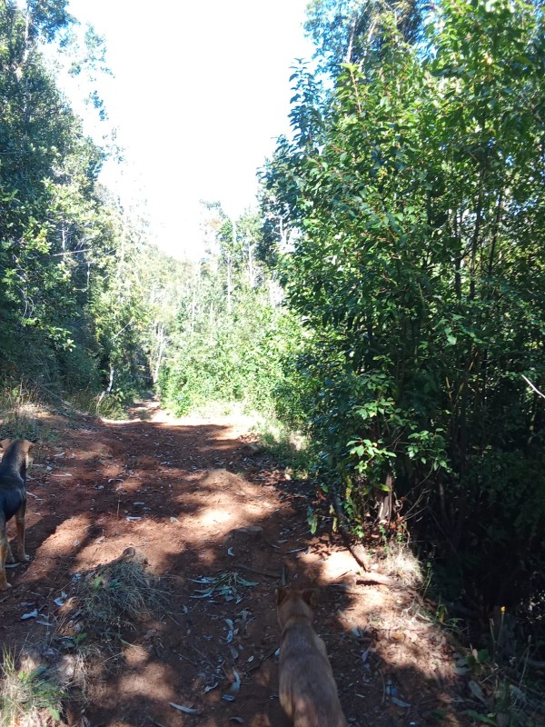 en Venta 57,4 Hectáreas en Región de los Lagos!