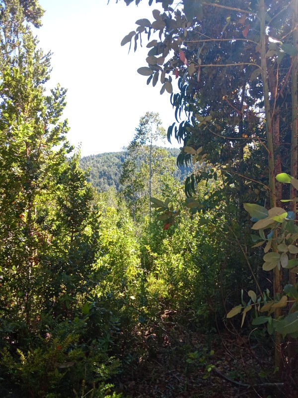 en Venta 57,4 Hectáreas en Región de los Lagos!