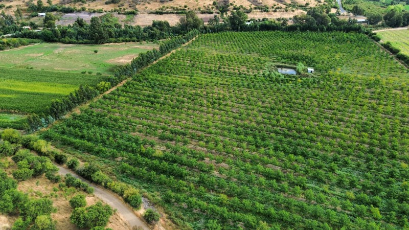 en Venta 4 Hás Plantación de Nogal de 5 Años, Pencahue!!