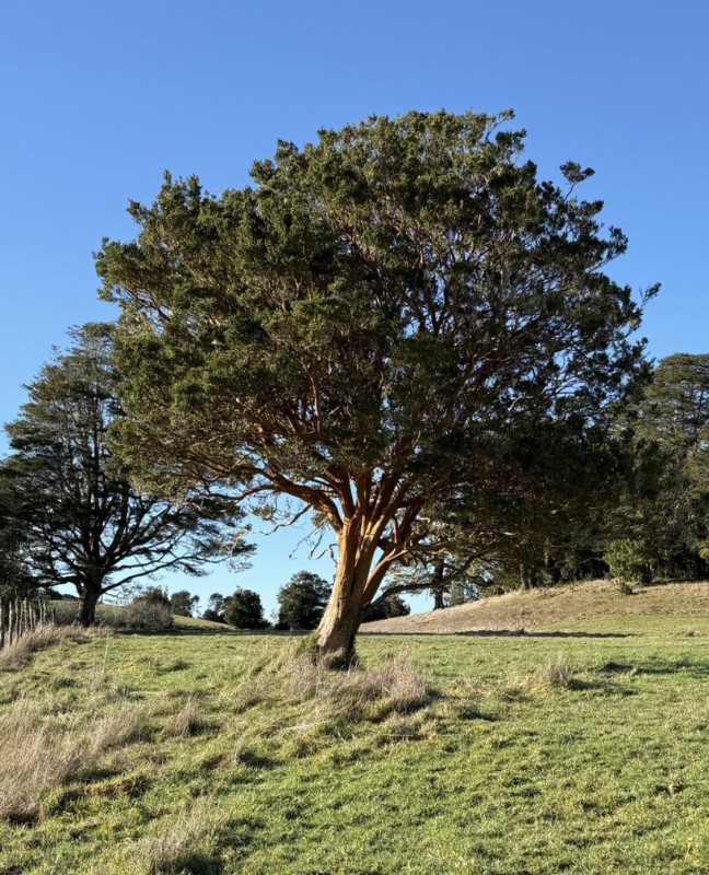 en Venta Parcelas en Ancud Chiloé!