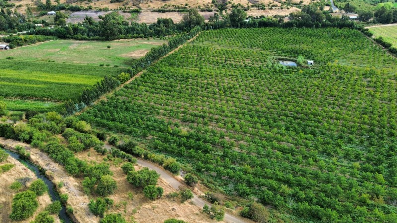 en Venta 4 Hás Plantación de Nogal de 5 Años, Pencahue!!