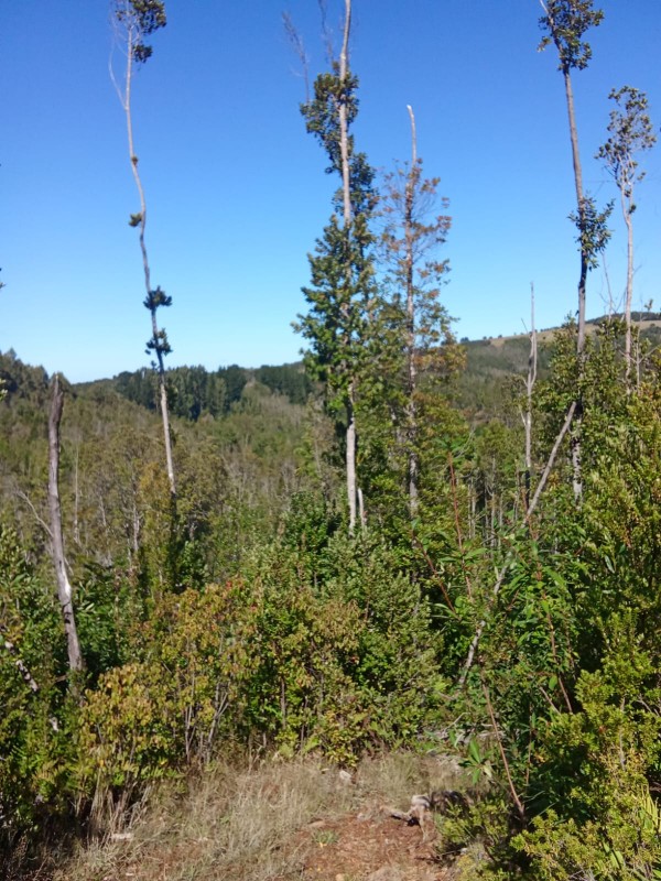 en Venta 57,4 Hectáreas en Región de los Lagos!