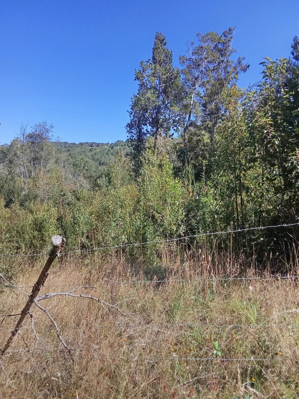 en Venta 57,4 Hectáreas en Región de los Lagos!