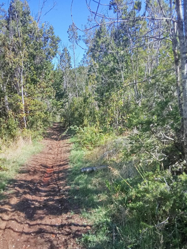 en Venta 57,4 Hectáreas en Región de los Lagos!