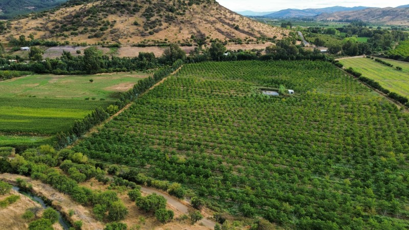 en Venta 4 Hás Plantación de Nogal de 5 Años, Pencahue!!