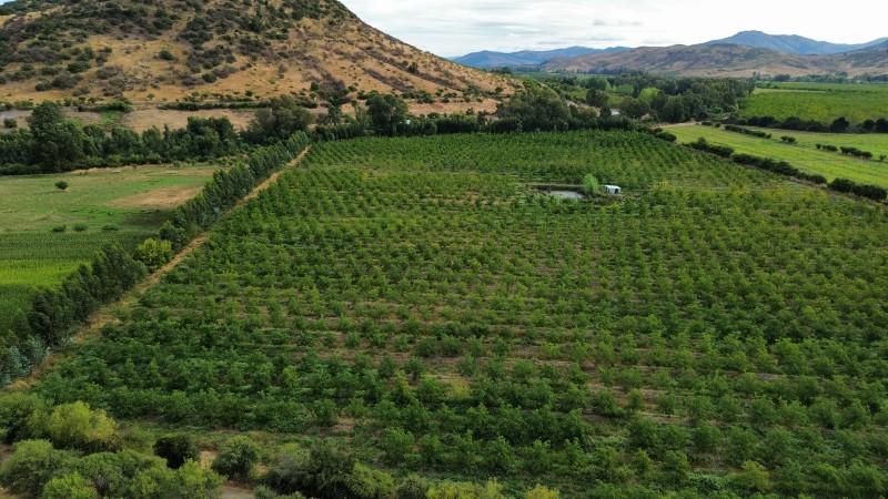 en Venta 4 Hás Plantación de Nogal de 5 Años, Pencahue!!