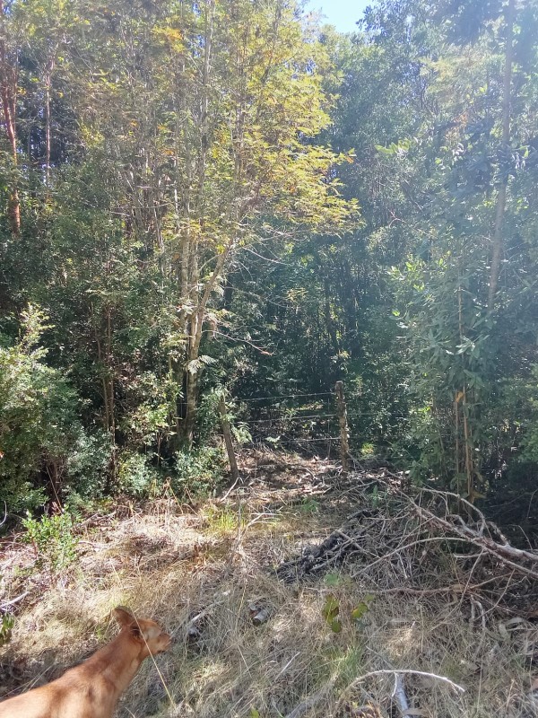 en Venta 57,4 Hectáreas en Región de los Lagos!