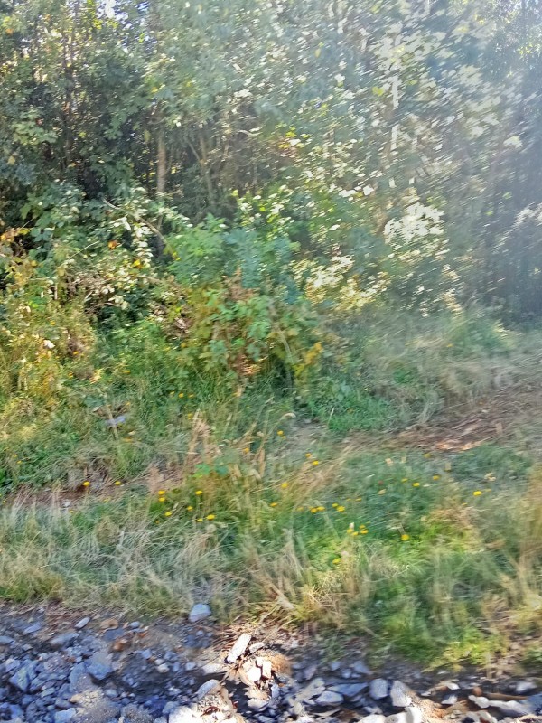 en Venta 57,4 Hectáreas en Región de los Lagos!