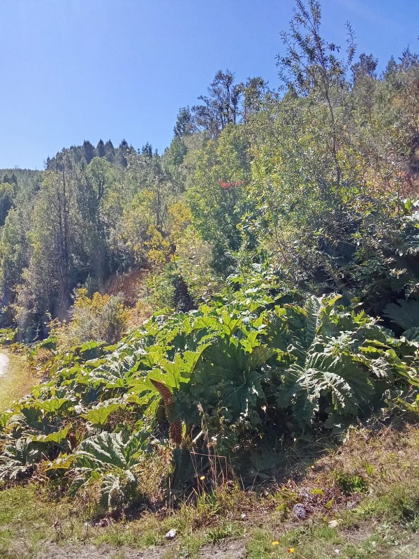 en Venta 57,4 Hectáreas en Región de los Lagos!