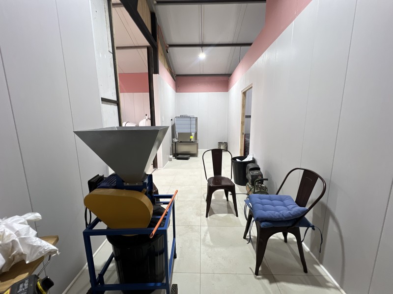 en Venta 4 Hás Plantación de Nogal de 5 Años, Pencahue!!