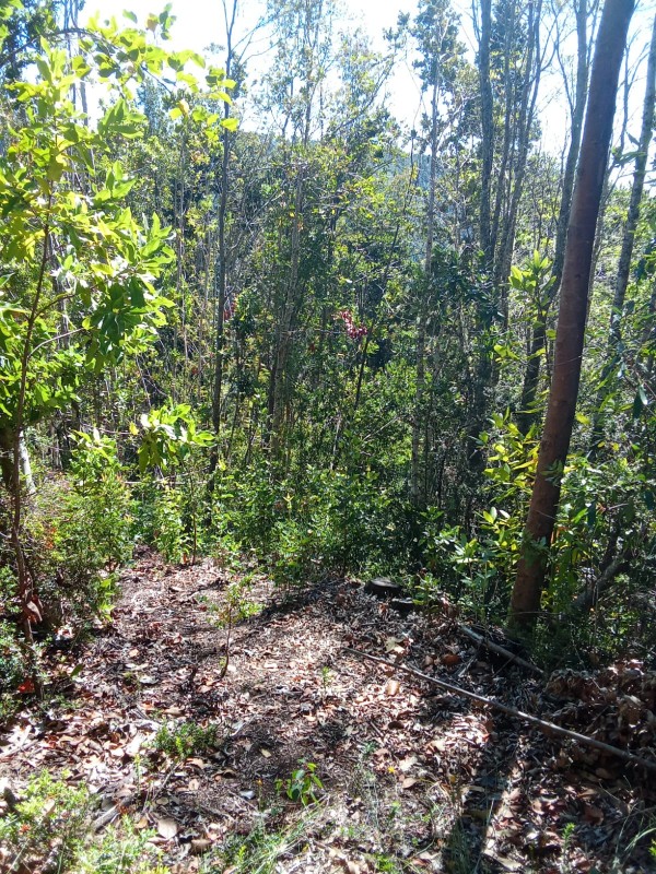 en Venta 57,4 Hectáreas en Región de los Lagos!