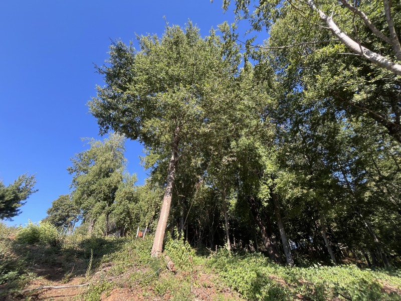 Venta de Complejo Turístico de 4 Cabañas San Clemente.