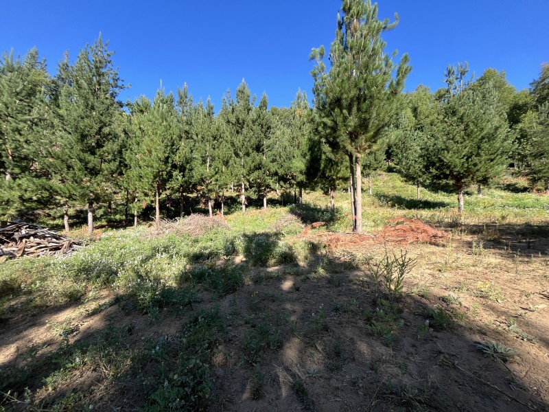 Venta de Complejo Turístico de 4 Cabañas San Clemente.