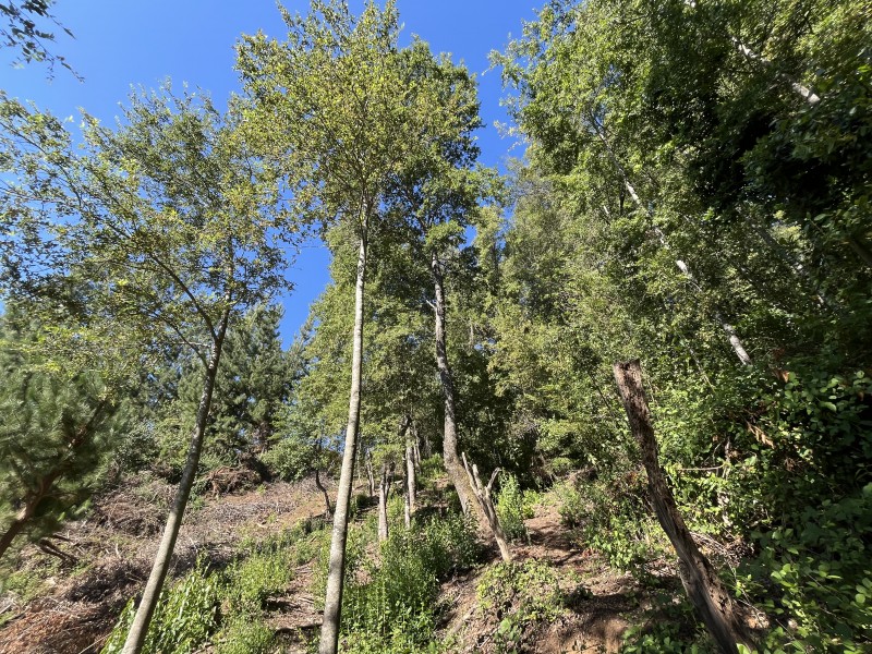 Venta de Complejo Turístico de 4 Cabañas San Clemente.