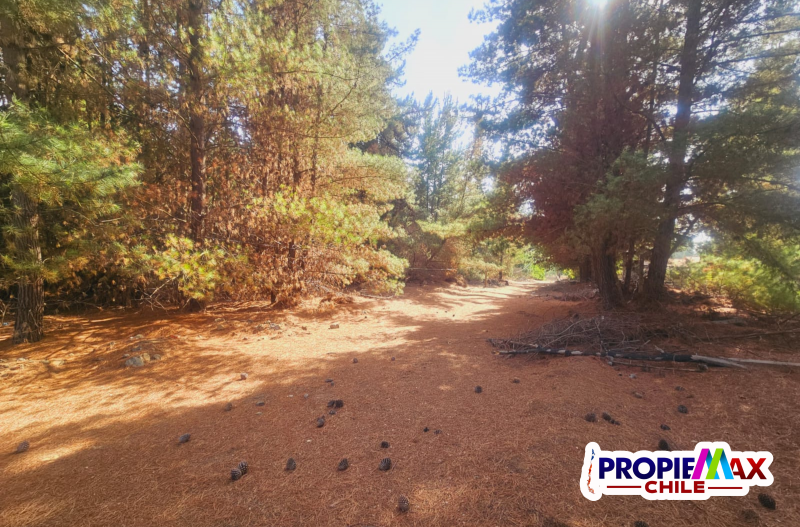 Terreno Industrial de 10.000M² Sector los Pinos de Reñaca