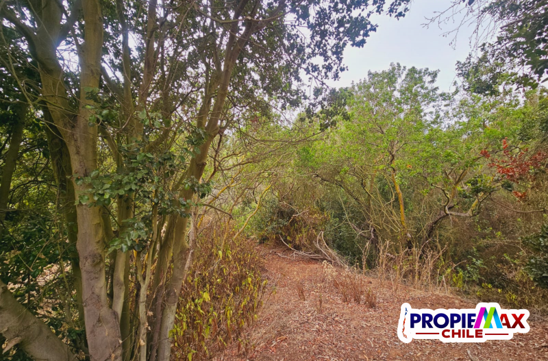 Parcela de 3800 M2 en Condominio Bosques de Mantagua