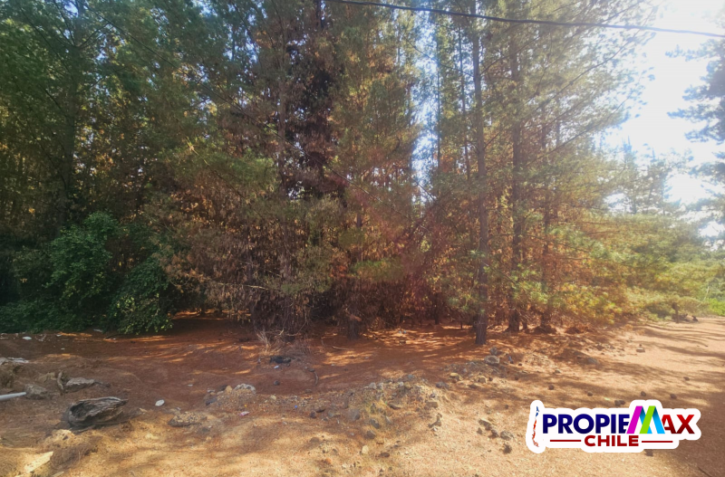 Terreno Industrial de 10.000M² Sector los Pinos de Reñaca