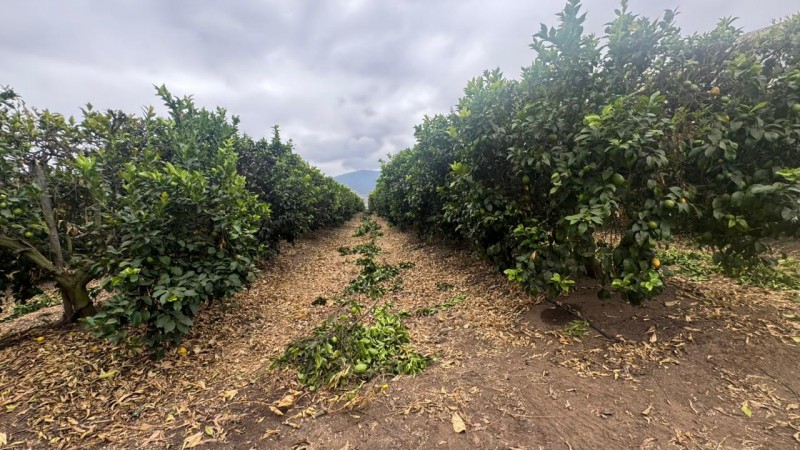 Gran Terreno Plano, Ideal Inmobilarias, Centro de Limache