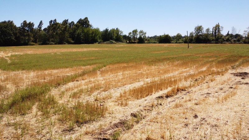Se Vende Terreno en San Gregorio Sector Colvindo