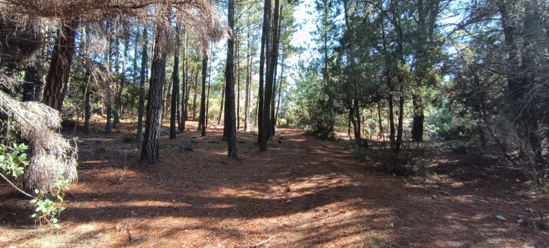 Se Vende Parcela 3.3 Hectareas en Parral San Alejo