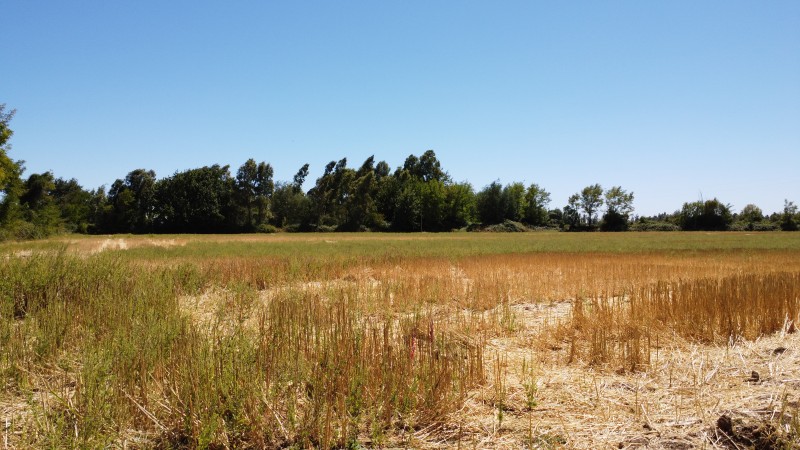 Se Vende Terreno en San Gregorio Sector Colvindo