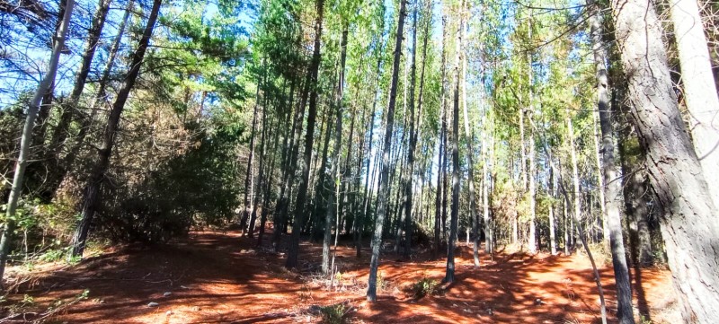 Se Vende Parcela 3.3 Hectareas en Parral San Alejo