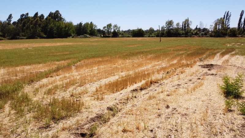 Se Vende Terreno en San Gregorio Sector Colvindo