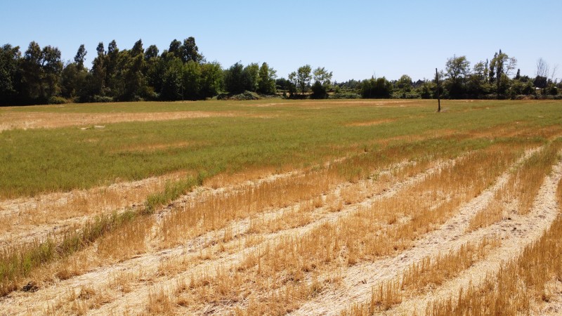 3 Terrenos en Colvindo San Gregorio Comuna de Ñiquen