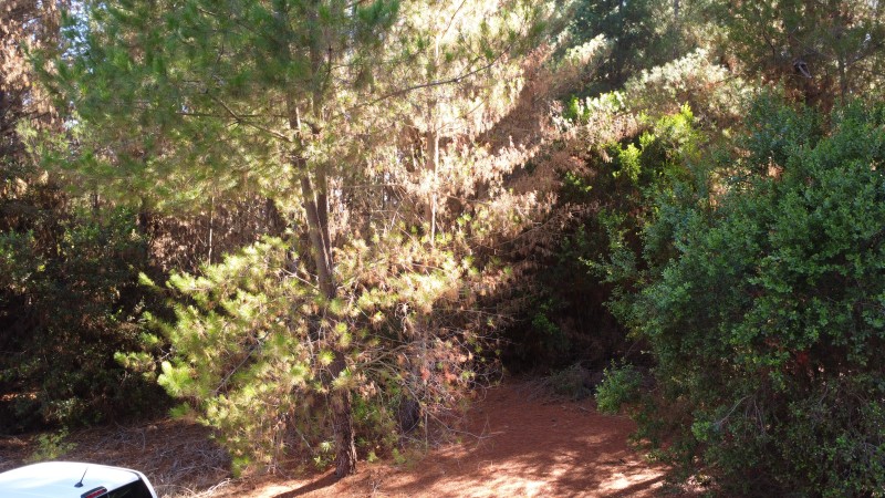 Se Vende Parcela de 1 Hectarea Factbilidad Luz y Agua Potabl