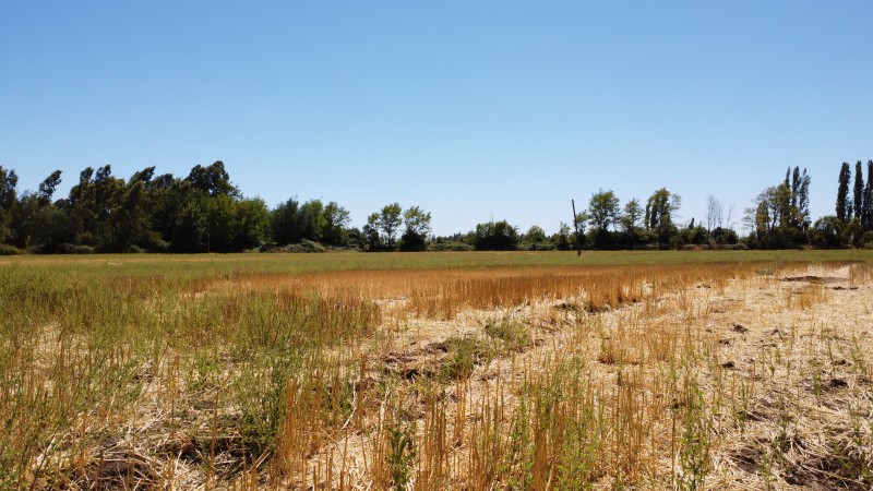 Se Vende Terreno en San Gregorio Sector Colvindo