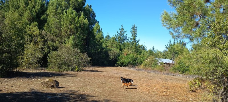 Se Vende Parcela 3.3 Hectareas en Parral San Alejo