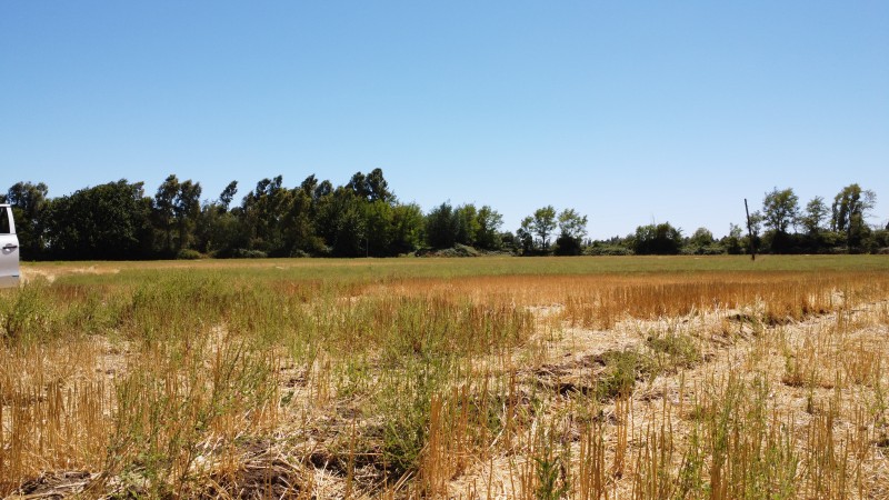 Se Vende Terreno en San Gregorio Sector Colvindo