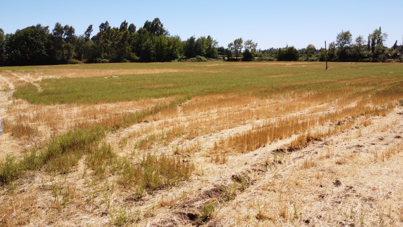Se Vende Terreno en San Gregorio Sector Colvindo