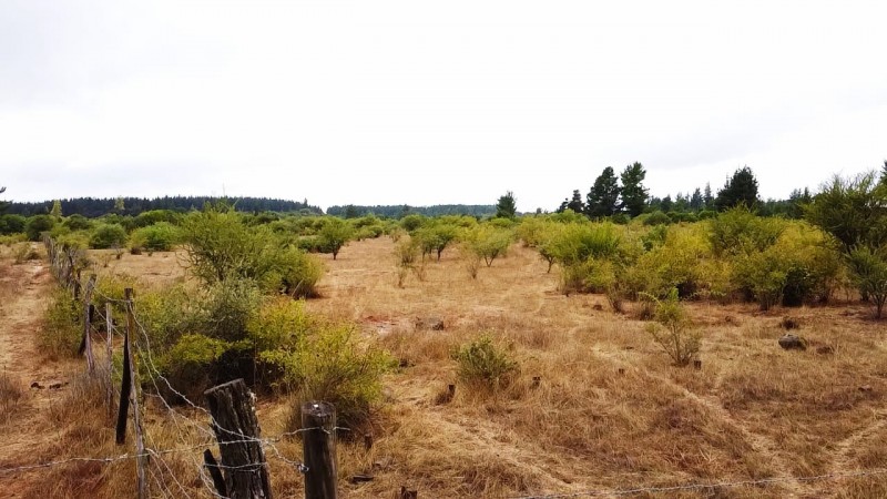 1 Hectarea en Parral Sect. Lomas de Machicura