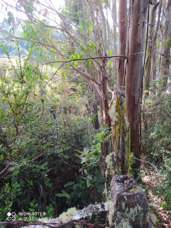 Hermosa Parcela de Ensueño. Panitao Bajo, Puerto Montt