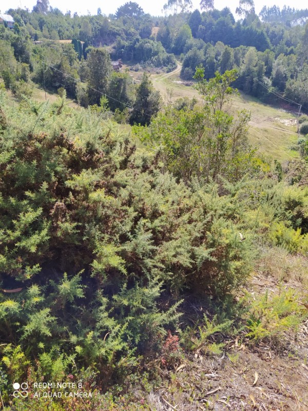 Hermosa Parcela de Ensueño. Panitao Bajo, Puerto Montt