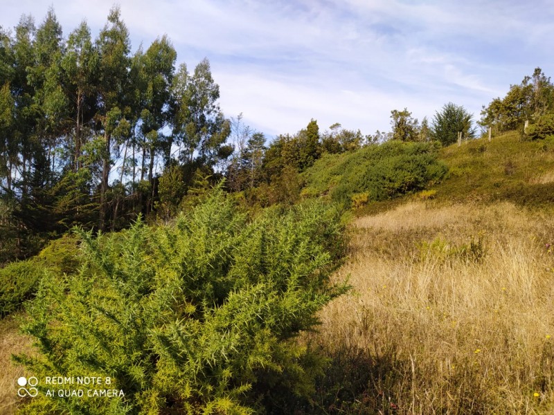 Hermosa Parcela de Ensueño. Panitao Bajo, Puerto Montt