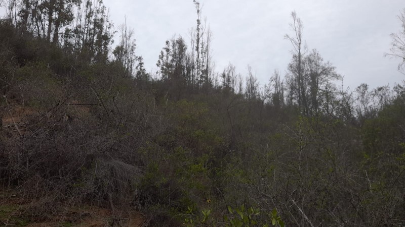 Se Vende Parcela 5000 M2 en Valle Verde Limaches-Quilpué