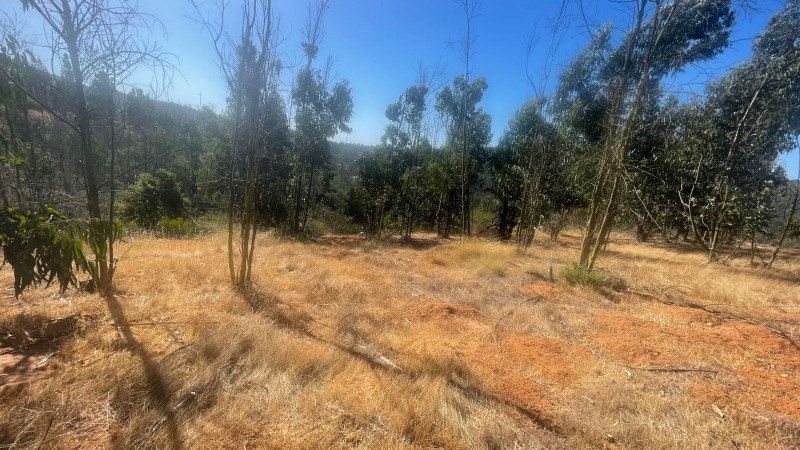 Se Vende Parcela 5000 M2 en Valle Verde Limaches-Quilpué